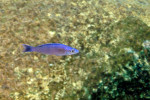 C. leptosoma