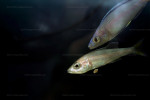 Cyprichromis leptosoma