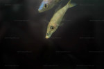 Cyprichromis leptosoma