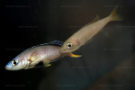 Cyprichromis leptosoma