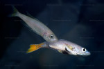 Cyprichromis leptosoma