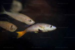 Cyprichromis leptosoma