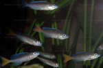 C. leptosoma
