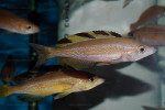 C. microlepidotus
