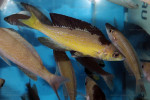 C. microlepidotus