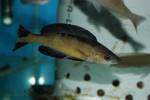 C. microlepidotus