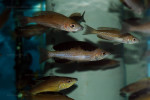 C. microlepidotus