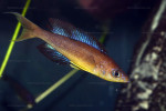 C. microlepidotus
