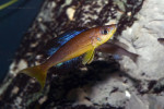 C. microlepidotus