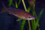 C. microlepidotus