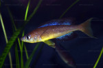 C. microlepidotus
