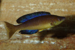 C. microlepidotus