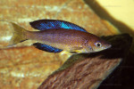 C. microlepidotus