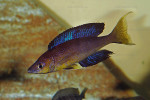 C. microlepidotus