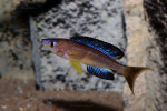 C. microlepidotus