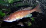 Cyprichromis pavo