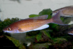 Cyprichromis pavo