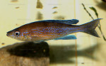 Cyprichromis pavo Nangu