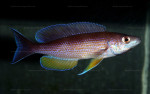 Cyprichromis pavo