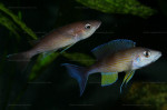 Cyprichromis pavo