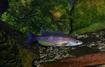 Cyprichromis pavo
