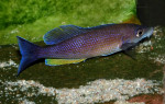 Cyprichromis pavo
