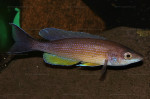 Cyprichromis pavo
