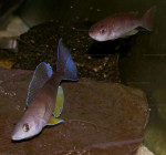 Cyprichromis pavo