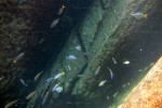 C. leptosoma