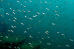 Cyprichromis leptosoma