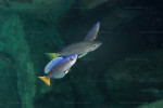 Cyprichromis leptosoma