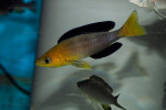 Cyprichromis sp. 'leptosoma jumbo'