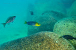 Cyprichromis sp. 'leptosoma jumbo'