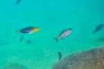 Cyprichromis sp. 'leptosoma jumbo'
