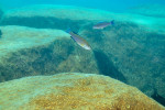 Cyprichromis sp. 'leptosoma jumbo'