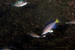 Cyprichromis sp. 'leptosoma jumbo'