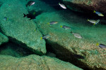 Cyprichromis sp. 'leptosoma jumbo'