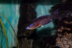 C. zonatus de Zambie.