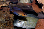 C. zonatus