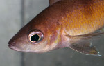 C. zonatus