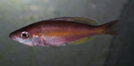 C. zonatus