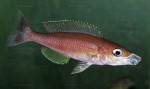 C. zonatus