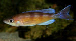 C. zonatus