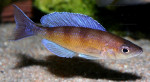 C. zonatus