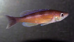 C. zonatus