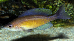 C. zonatus
