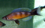 C. zonatus