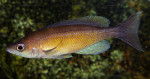 C. zonatus
