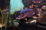 Cyprichromis zonatus de Zambie.