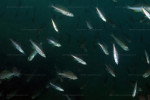 Banc de Cyprichromis
